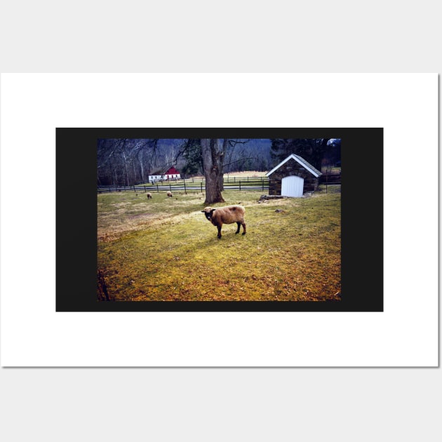 Out To Pasture Wall Art by JimDeFazioPhotography